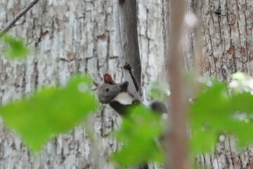 枝に止まるエゾリス