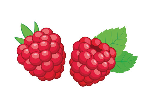 Ripe raspberry with leaves icon set  vector isolated on white background. Ripe raspberries with leaves vector illustration. Template for background, banner, card. Raspberry fruit drawing