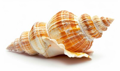 Exquisite Seashell Closeup: Isolated Marine Treasure on Pure White Background. Photorealistic Portrayal of Ocean's Natural Beauty in Stunning 4K AI-Generated Wallpaper for Coastal Decor and Scientific