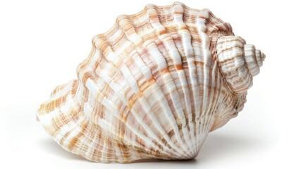 Fototapeta premium Exquisite Seashell Closeup: Isolated Marine Treasure on Pure White Background. Photorealistic Portrayal of Ocean's Natural Beauty in Stunning 4K AI-Generated Wallpaper for Coastal Decor and Scientific