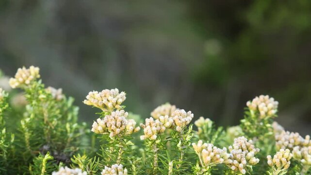 Ozothamnus Turbinatus in Bloom