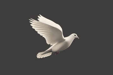 Obraz premium White bird in flight