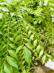 close up of green leaves