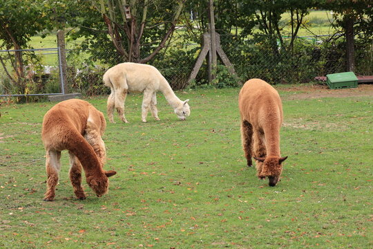 Alpakas auf einer Wiese im Zentrum von Cham im Bayerischen Wald