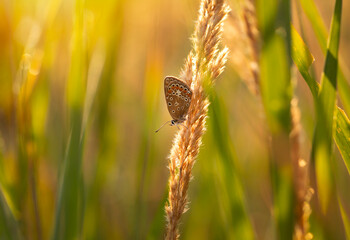  Motyl Modraszek Ikar, zbliżenie, tapeta, dekoracja.