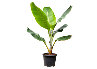 Potted banana plant isolated on a transparent or white background