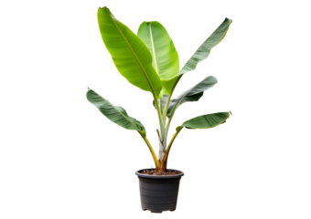 Potted banana plant isolated on a transparent or white background