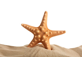 starfish isolated on transparent or white background