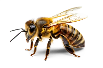 A stunning close-up of a bee flying, isolated on a transparent background, showcasing its detailed wings and vibrant colors, created with generative AI technology.