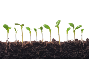 A green sapling had just emerged from the ground. Isolated on white background.