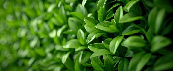 Close-Up Surface Of A Wall Covered With Green Moss, A Modern Eco-Friendly Decor Adding Natural Charm