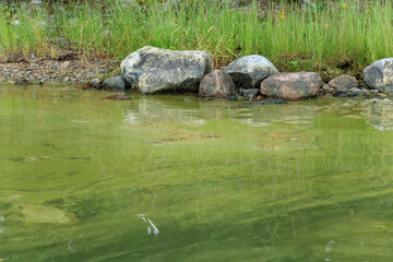 Green algae on the surface of the water in Baltic sea. Flowering water as background or texture....