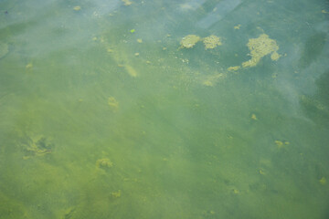Water pollution by blooming blue-green algae - Cyanobacteria is world environmental problem. Water bodies, rivers and lakes with harmful algal blooms. Ecology concept of polluted nature.