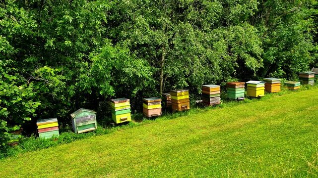 Colorful wooden beehives near forest, aerial view