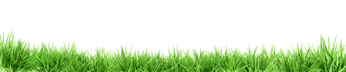 Close up green grass border on a transparent background