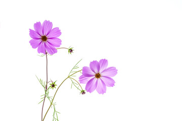 Close-up and top angle view of two pink cosmos flowers with petals and leaves on white floor, South Korea
