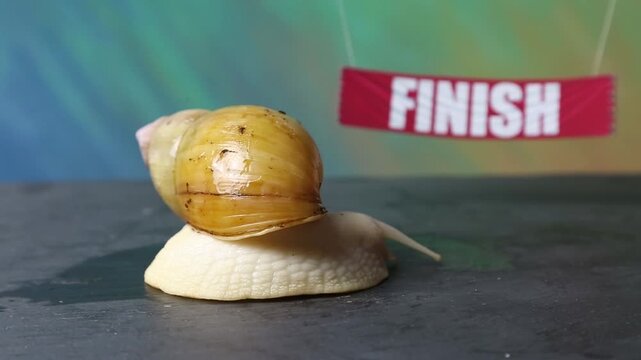 The giant Achatina snail against  background of Start and Finish flags concept of a sports competition.