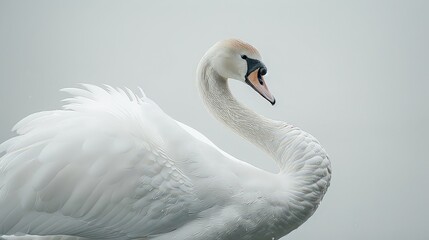 Photograph a single swan with its neck gracefully curved, the pure white background highlighting its delicate feathers and serene expression.
