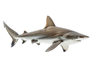 Shark isolated on transparent background