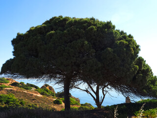 Beautiful big stone pine tree pinus pinea