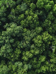 Naklejka premium Forest from above