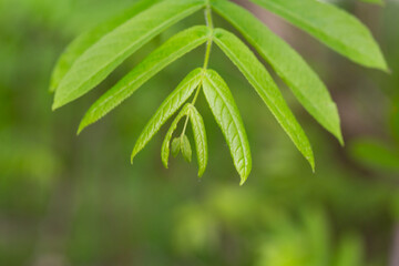 Obraz premium young green leaves on a Pterocarya branch in the park on a spring day