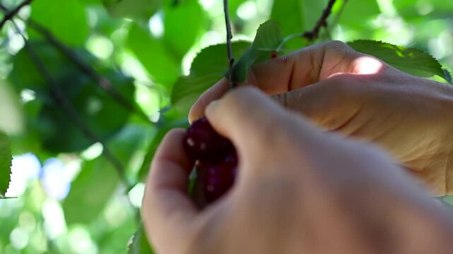 Picking sweet cherries in the orchard. Close up of fresh and ripe cherries picking from a branch