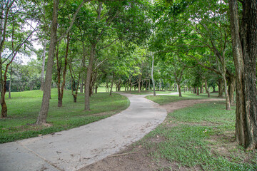 Walkway under big green trees in the golf course.