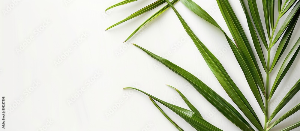 Poster isolated coconut leaf on a white background with copy space image