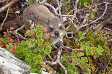 Cape hyrax camouflaged in the midst of the vegetation 