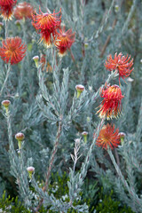 Colorful group of rocket pincushions