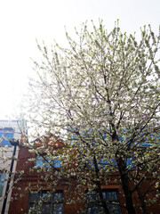 A beautiful white blossom tree in the spring