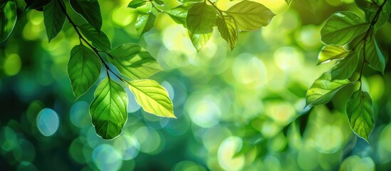Close up of gorgeous green tree leaves in a garden during summer captured in a soft focus with bokeh effect for a website header with copy space image