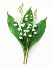 Obraz premium A bouquet of white flowers sits atop a fresh green leaf, ideal for using in botanical or floral designs