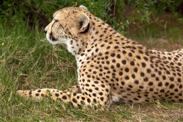 Resting cheetah