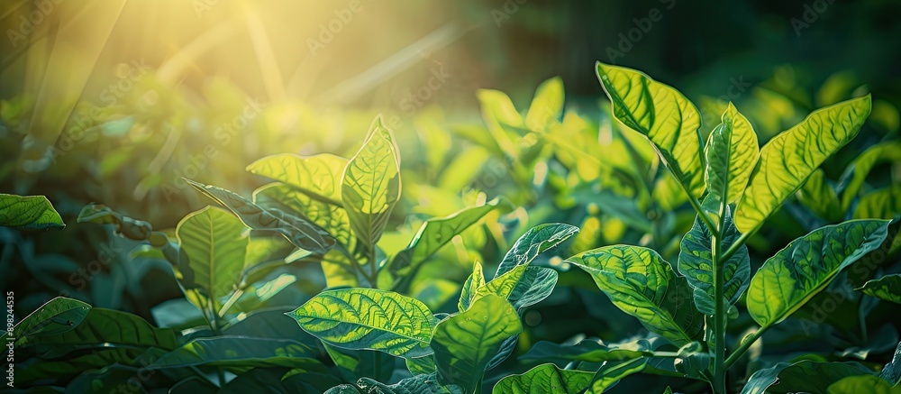 Poster close up view of tobacco bushes with vibrant green leaves illuminated by sunlight ideal for a copy s