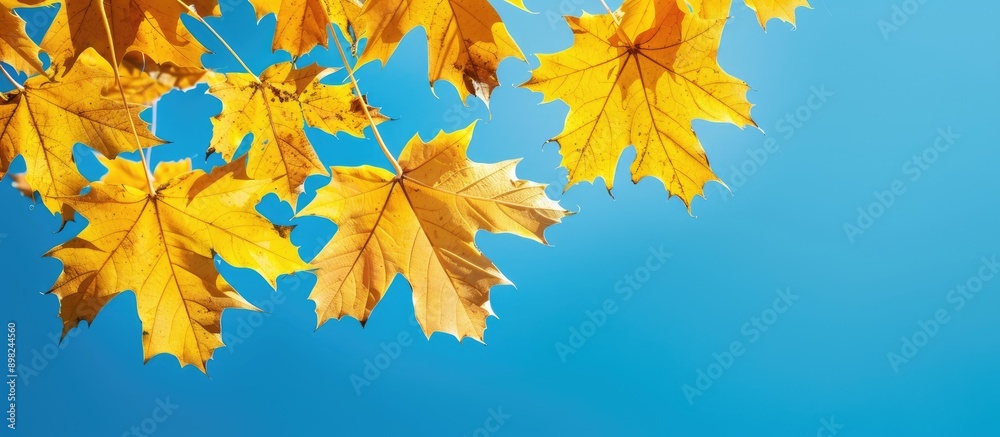 Aufkleber bright yellow autumn leaves against a blue sky create a colorful fragment suitable as a copy space i