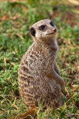 Standing meerkat