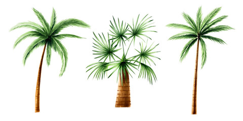 Set of green palm trees. Coconut trees clipart. Watercolor hand drawn floral jungle illustration isolated on background. For designers, postcards, greetings, birthday, calendar, wallpapers, wrapping p © Natalia