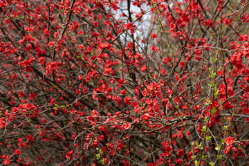 Red flowers of Chaenomeles x superba Grenade on a branch in the garden, selective focus. Beautiful spring-summer background with red flowers