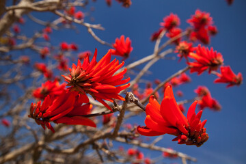 Flowering tree plenty of red flowers, South Africa