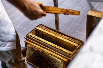 Beekeeper checking hive frames in workshop