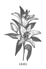 Lilies. Elegant lily frame: hand drawn botanical illustration. Summer flowers. Invitation. Space for text.