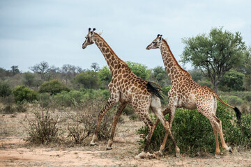 Two giraffes running through the savannah in Kruger National Park, South Africa