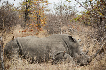 Some red-billed oxpeckers over a white rhinoceros lying on the savannah, Kruger National Park, South Africa