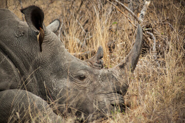 Red-billed oxpecker “speaking into the ear” of a white rhinoceros in Kruger National Park, South Africa 