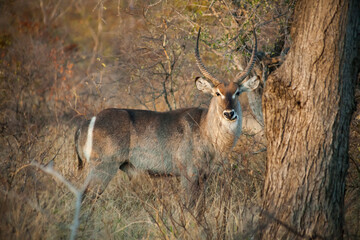 Common male waterbuck on the savannah, Kruger National Park, South Africa 