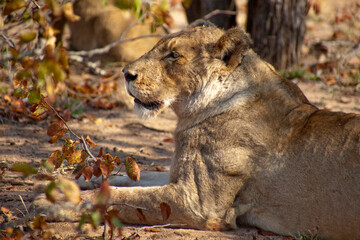 Female lion resting on the savannah, Kruger National Park, South Africa
