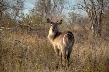 Young male common waterbuck, looking at the camera, taken from behind, Kruger National Park, South Africa