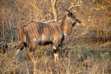 Young male nyala on the savannah, Kruger National Park, South Africa